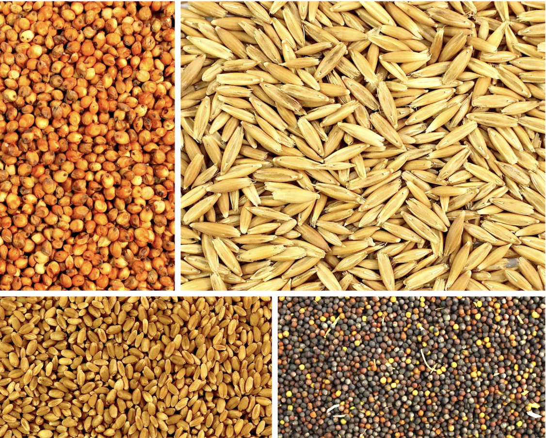 Grains and Oilseed commodities